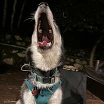 Thumbnail photo of Seth #3
