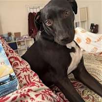 Thumbnail photo of Otis #1