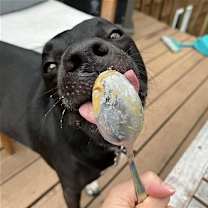 Thumbnail photo of Otis #2