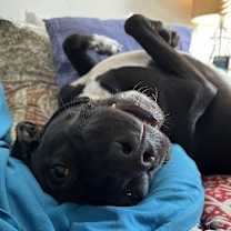 Thumbnail photo of Otis #3