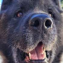 Thumbnail photo of Kito #2