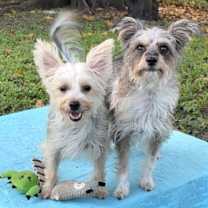 Thumbnail photo of Bella & Cookie #1
