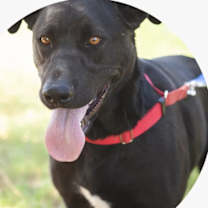Thumbnail photo of Shadow #1