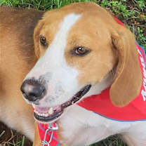 Thumbnail photo of Wrangler #2