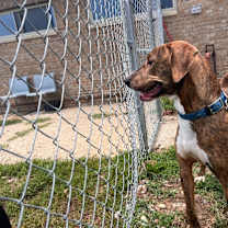 Thumbnail photo of Arnold(Charlie) #3