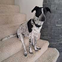 Thumbnail photo of Bingo #3