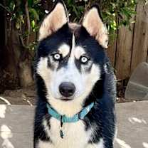 Thumbnail photo of Aspen #1