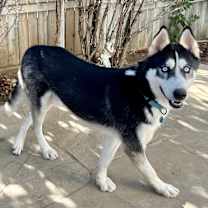 Thumbnail photo of Aspen #2
