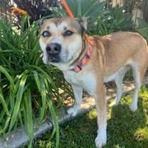 Thumbnail photo of JADA #1