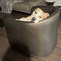 Thumbnail photo of Spike #1