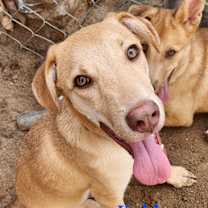 Thumbnail photo of Kahlua #1