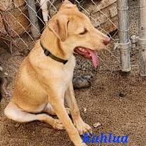 Thumbnail photo of Kahlua #3