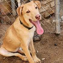 Thumbnail photo of Kahlua #4