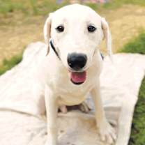 Thumbnail photo of Bashful #2