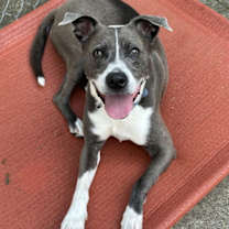 Thumbnail photo of Blue Steele #2