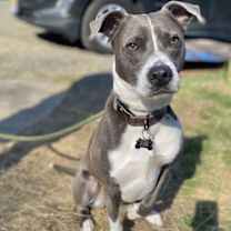 Thumbnail photo of Blue Steele #4