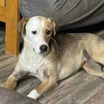 Thumbnail photo of Taffy #3