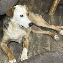 Thumbnail photo of Taffy #4
