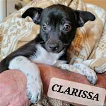 Thumbnail photo of Clarrisa #4