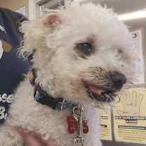 Thumbnail photo of Buster #3