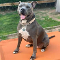 Thumbnail photo of Isabella (AL) #3