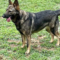Thumbnail photo of Kela #4