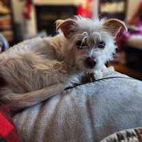Thumbnail photo of Zane #1