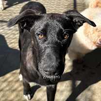 Thumbnail photo of Dopey #2