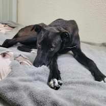Thumbnail photo of Dopey #4