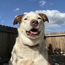 Thumbnail photo of Ziva #2