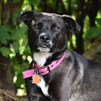 Thumbnail photo of Allie-PATIENT ADOPTER #1