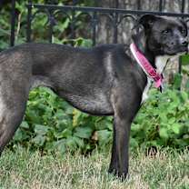 Thumbnail photo of Allie-PATIENT ADOPTER #3