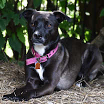 Thumbnail photo of Allie-PATIENT ADOPTER #4