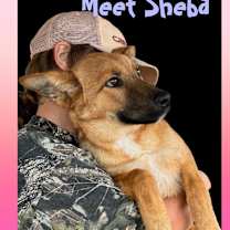 Thumbnail photo of Shiba #3