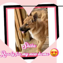 Thumbnail photo of Shiba #4
