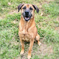 Thumbnail photo of Duke #4