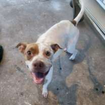Thumbnail photo of Little Honey #2