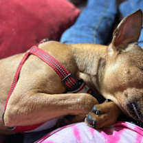 Thumbnail photo of Repeat/ "Pete" #3