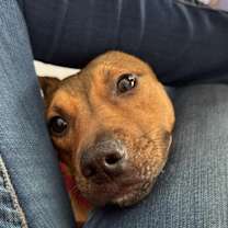 Thumbnail photo of Repeat/ "Pete" #4