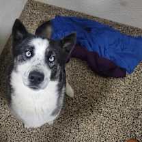 Thumbnail photo of Sable #1