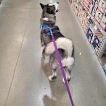 Thumbnail photo of Sable #2