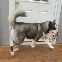 Thumbnail photo of Sable #3