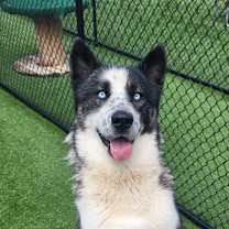 Thumbnail photo of Sable #4