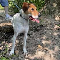 Thumbnail photo of Archie #1