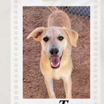 Thumbnail photo of Tom #2