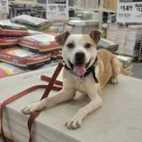 Thumbnail photo of Tofu #2