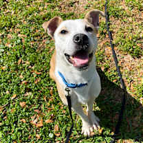Thumbnail photo of Tofu #3