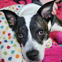Thumbnail photo of Talia #2