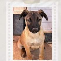 Thumbnail photo of Claude #2