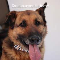 Thumbnail photo of Conductor #4